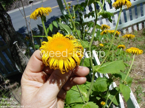 elecampane